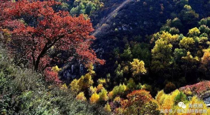 大家好这是我的家英文,大家好这是我的家图片卡通