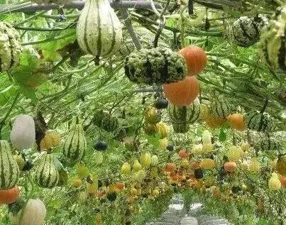 浅谈现代农批市场如何破局,农批市场招商策略