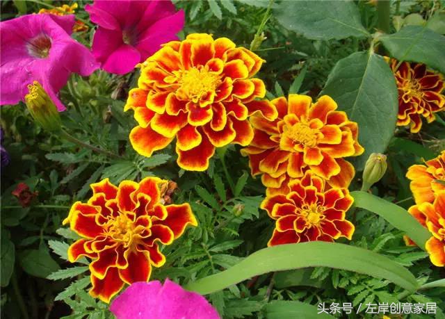 100种室内植物大全,户外小景观植物大全