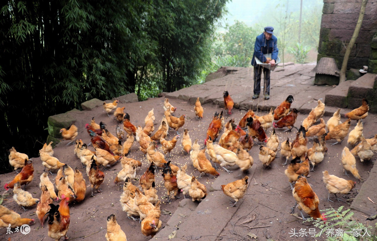 养鸡眼病的治疗方法,养鸡怎么知道鸡的病