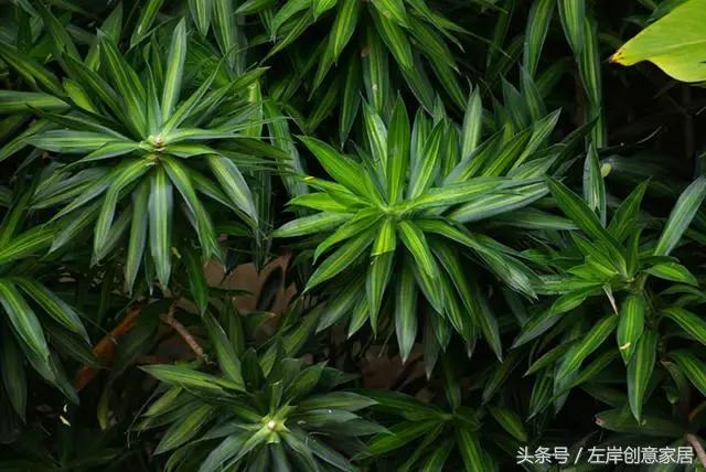 100种室内植物大全,户外小景观植物大全
