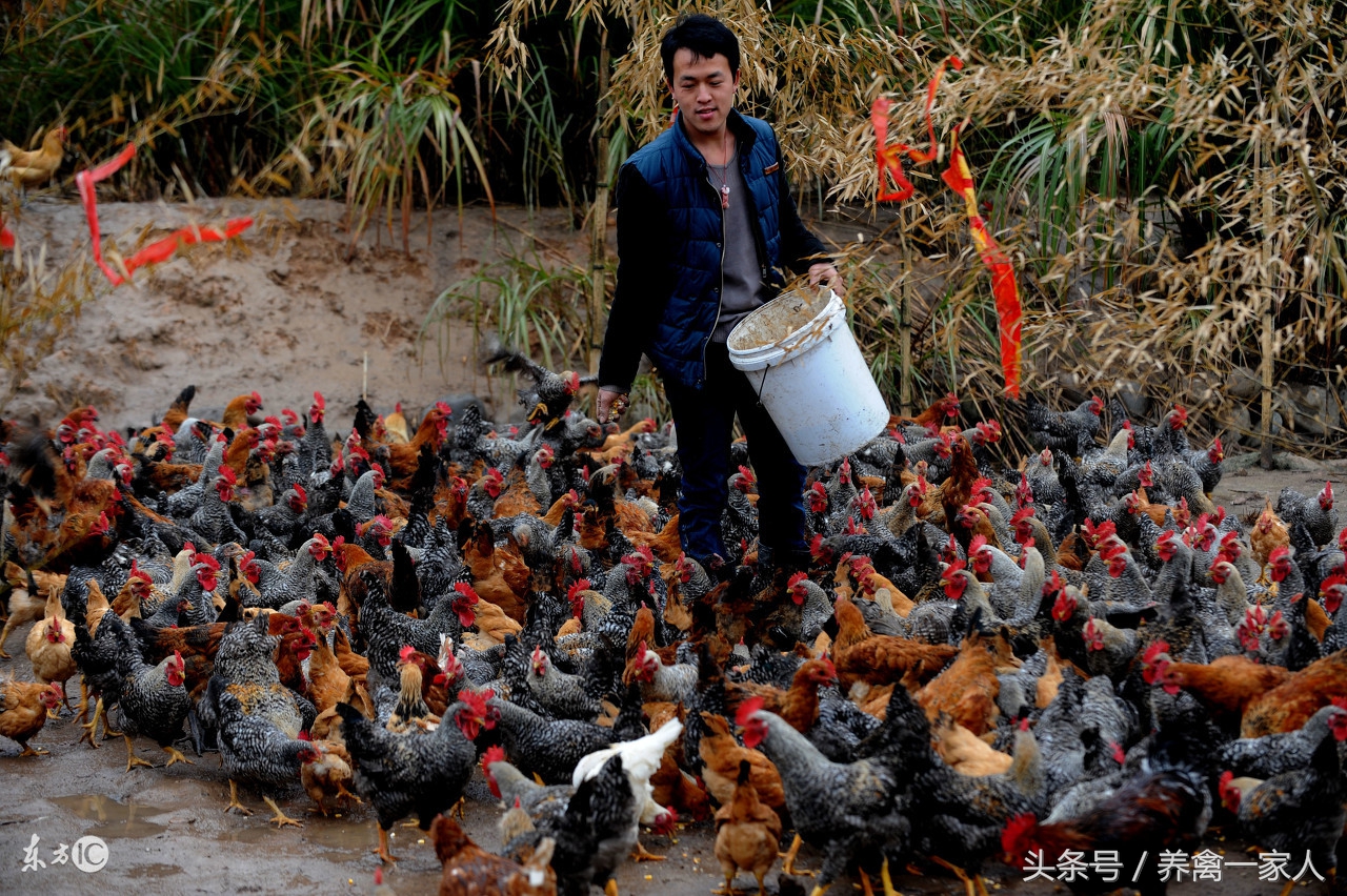 养鸡眼病的治疗方法,养鸡怎么知道鸡的病