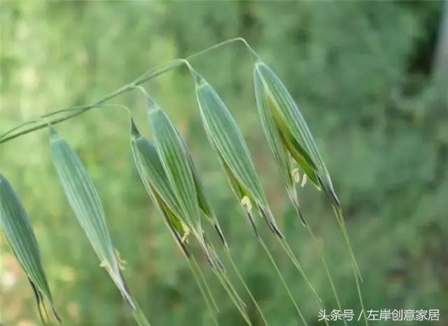 100种室内植物大全,户外小景观植物大全