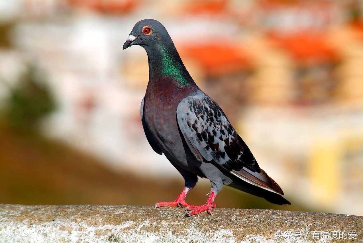 鸽子消瘦是什么原因,鸽子消瘦最快的方法