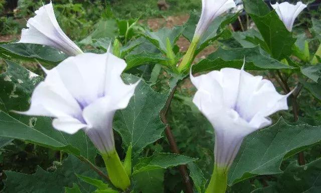 汗蒙药是什么,汗蒙药是啥