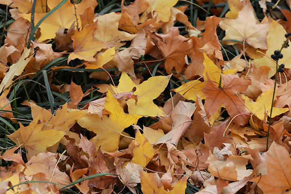 美翻了，在昌乐二中，你会经历不一样的秋