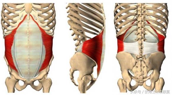 耻骨联合痛康复动作,耻骨分离产后走路超级疼怎么缓解