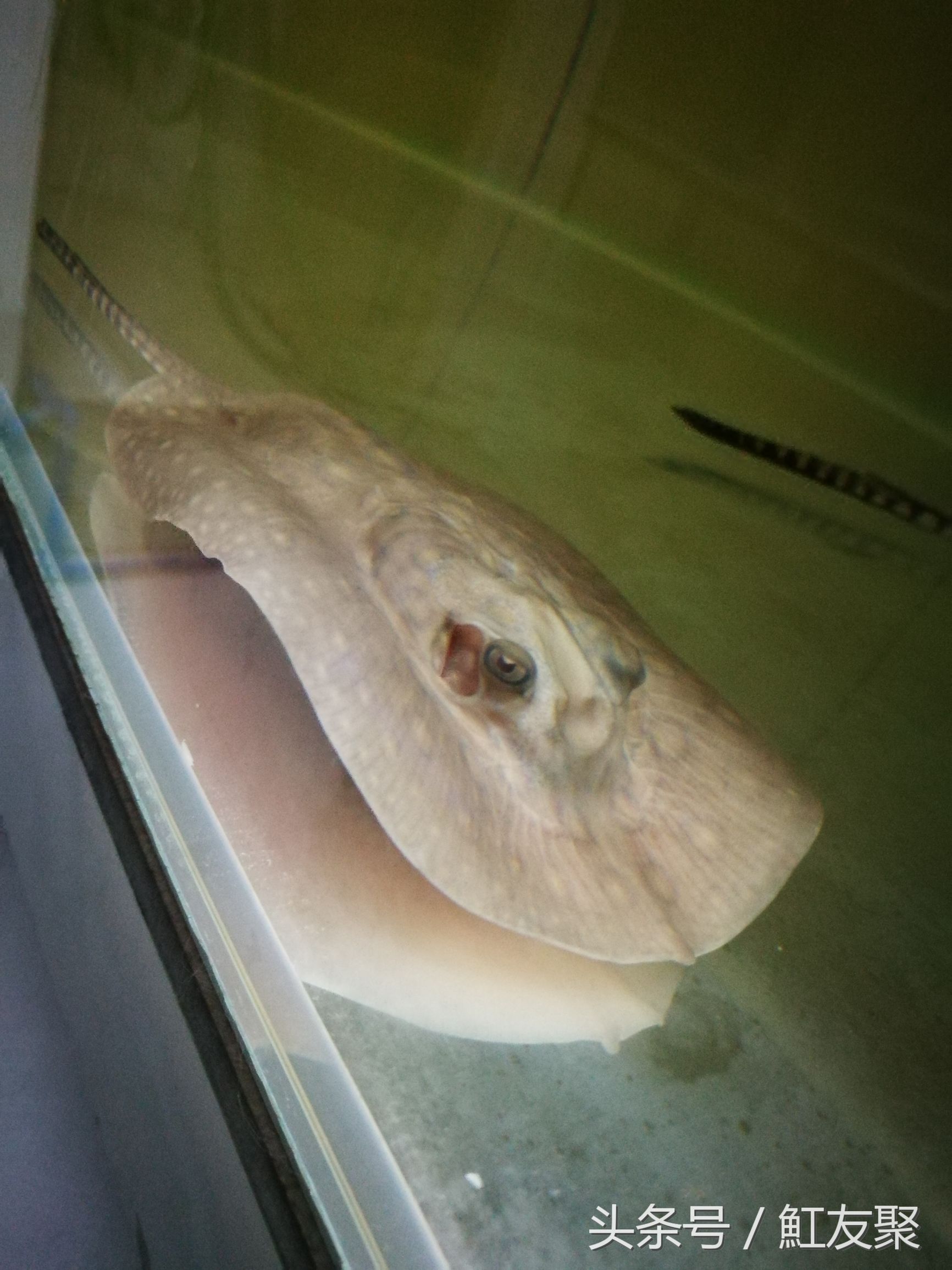 魟鱼饲养讲解视频,魟鱼饲养入门