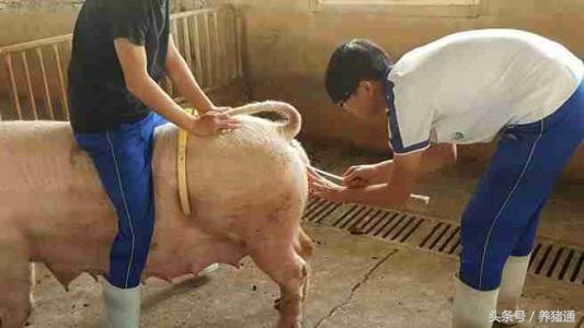 母猪发情了，但不让公猪配种，咋回事？