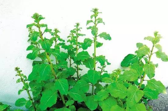 开春挖野菜教你轻松识别18种野菜,您知道春季最养肝护肝的野菜吗