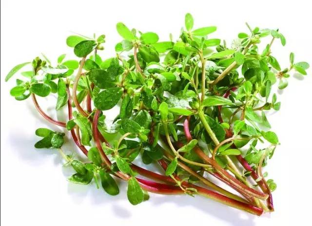 开春挖野菜教你轻松识别18种野菜,您知道春季最养肝护肝的野菜吗