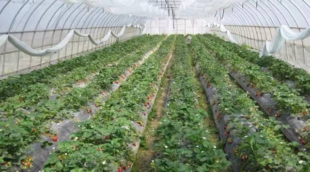 春天适合去哪踏青盐城,盐城春暖花开一日游攻略