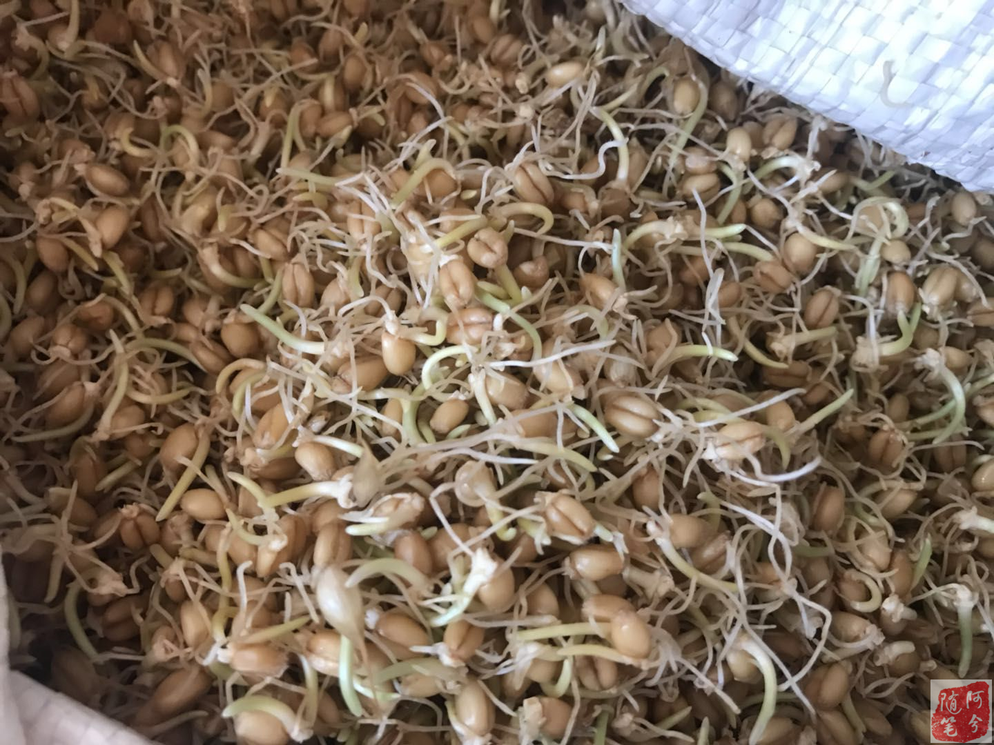 农村婆婆一把麦芽,媳妇两天回奶,肠子都悔青了