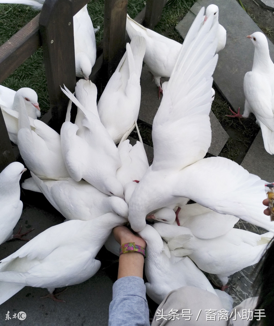 高手讲解鸽子经常拉水便的八大原因