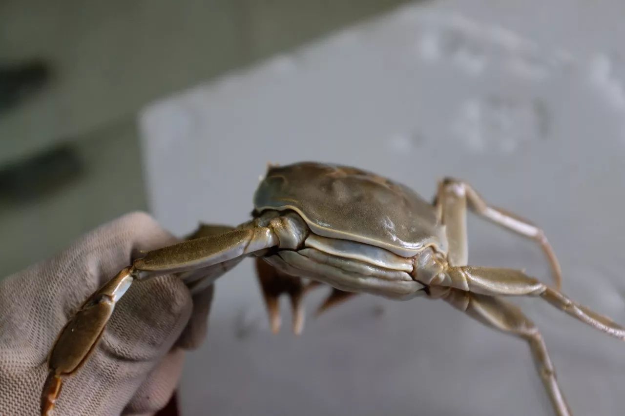 没有螃蟹的秋天怎么办,没有蟹的中秋