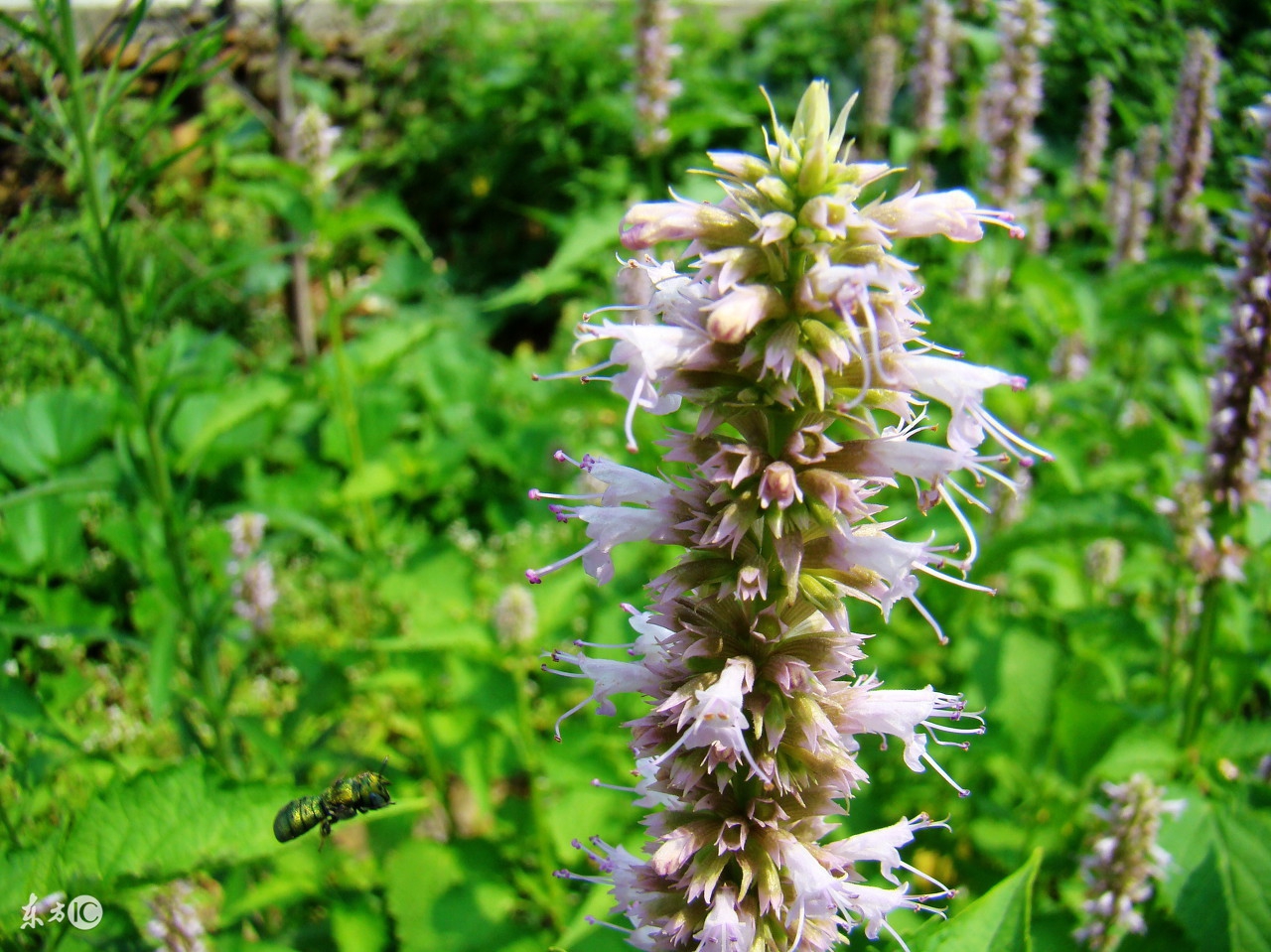 河豚观赏鱼淡水可以养吗,观赏鱼小型淡水冷水养殖