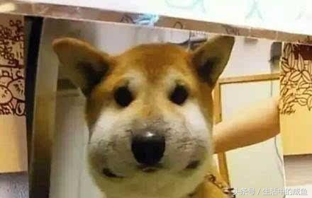 在宿舍被马蜂蛰了以后该怎么处理,被马蜂蛰了的经历