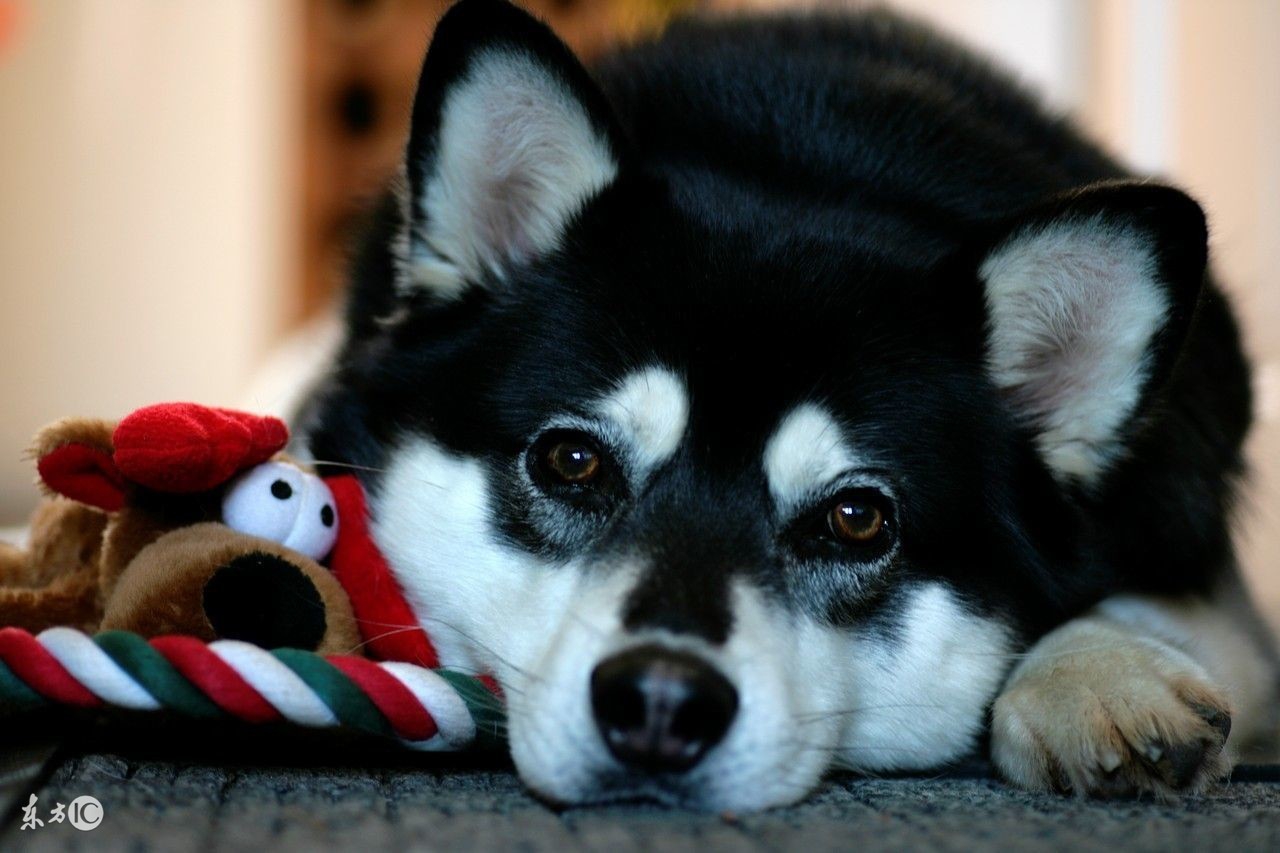 哈士奇不能吃什么食物,哈士奇可以随便吃东西吗