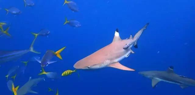 帕劳旅游攻略详解,帕劳旅游攻略六天