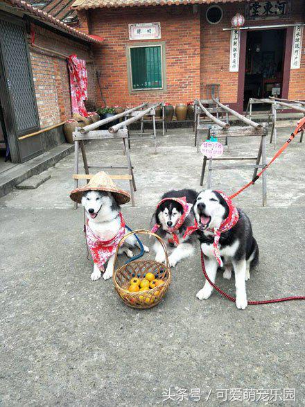 抱紧我你就不冷啦,暖心汪星人就是这么关心自己的主人!