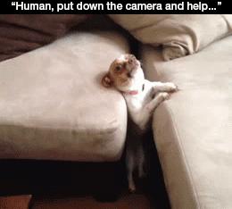 抱紧我你就不冷啦,暖心汪星人就是这么关心自己的主人!