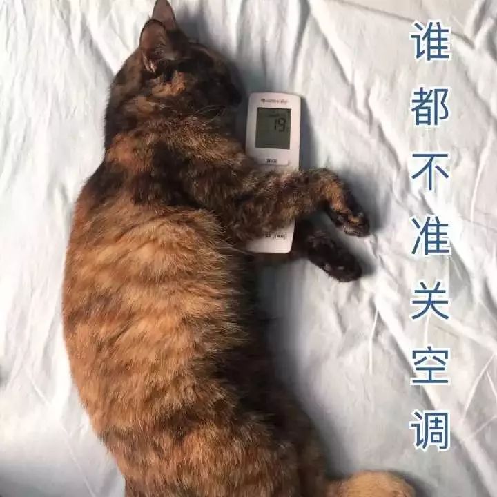 玳瑁猫最丑的猫,玳瑁猫长得好凶