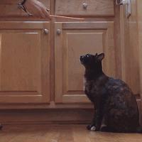 玳瑁猫最丑的猫,玳瑁猫长得好凶