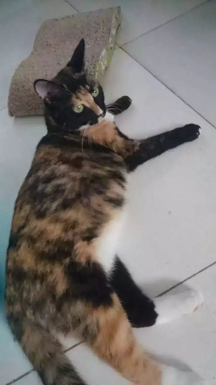 玳瑁猫最丑的猫,玳瑁猫长得好凶