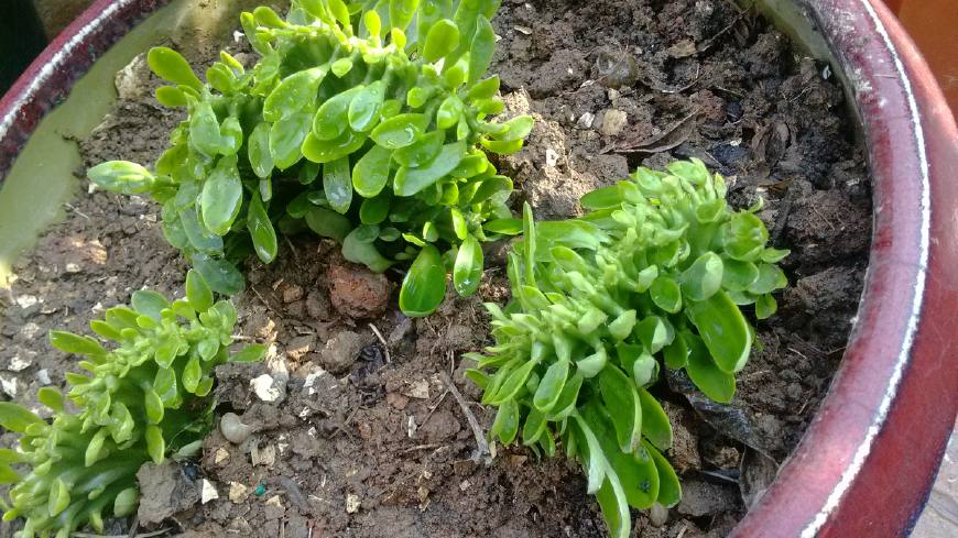 麒麟掌的毒性和危害,麒麟掌的汁液有没有毒素