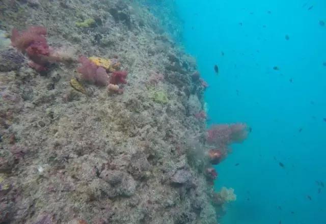 帕劳归来不看海视频,帕劳归来不看海