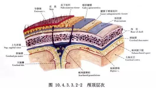 顶部脱发最快的治疗方法,筋膜放松改善脱发