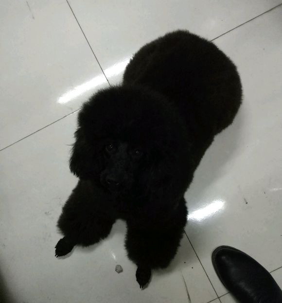 养泰迪真好吗,养黑泰迪好还是灰泰迪好