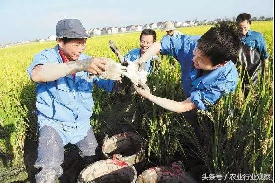 创业小黑板｜鸭稻共生、稻鳖共生、鸡茶共生、稻鱼共生