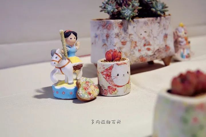 公认最美4种多肉植物图片,2014年上海多肉植物展图片