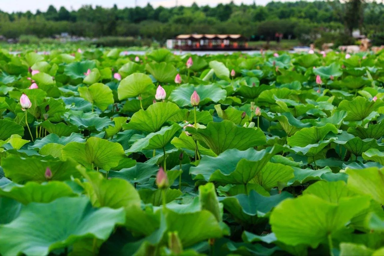 上海各个景点及路线图,上海周边公交车地铁可以到的景点