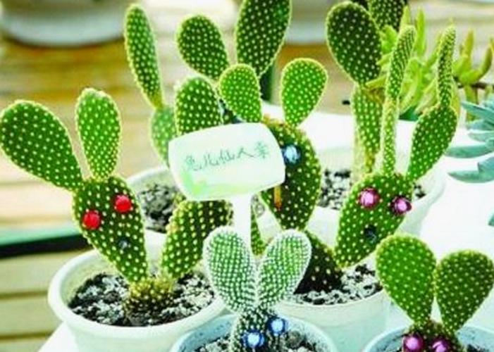 养一盆好养活又好看的花,牙疼养什么花最好