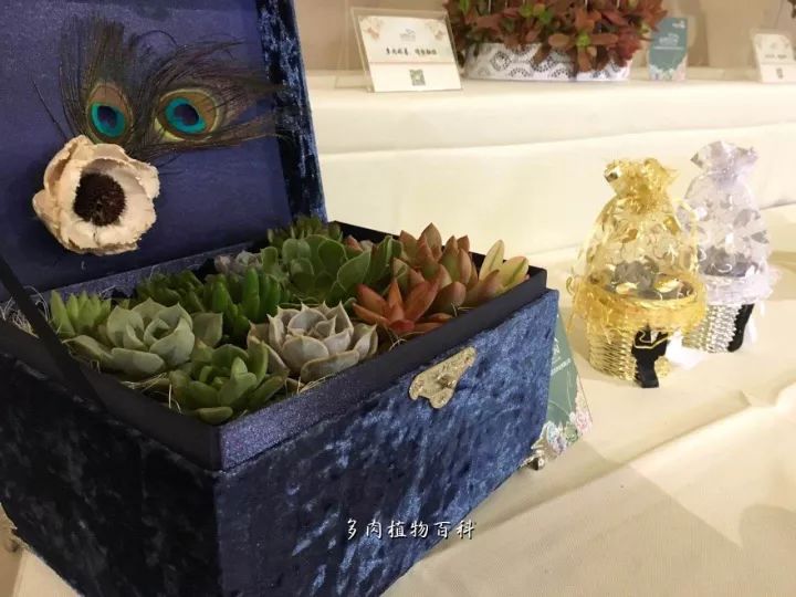 公认最美4种多肉植物图片,2014年上海多肉植物展图片