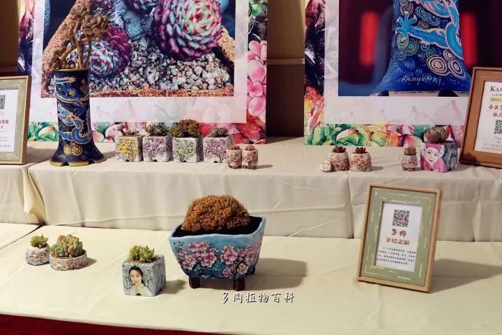 公认最美4种多肉植物图片,2014年上海多肉植物展图片