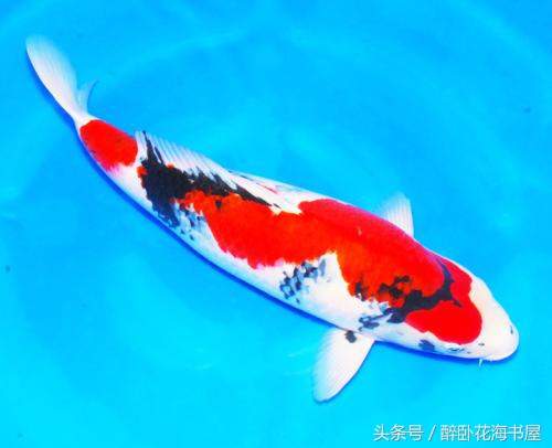 冬季锦鲤喂食的正确方法,冬季池塘锦鲤鱼如何过冬