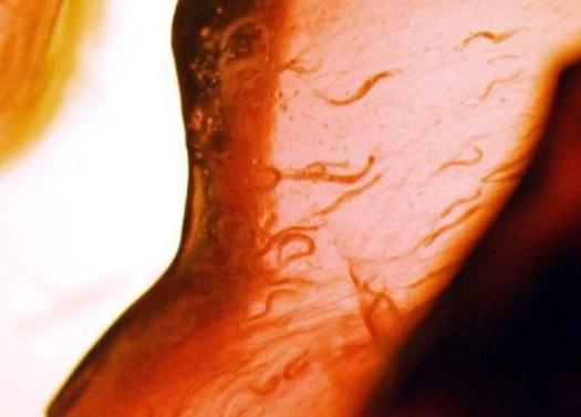 十种曾到过太空的动物,中国有哪些进入太空的动物