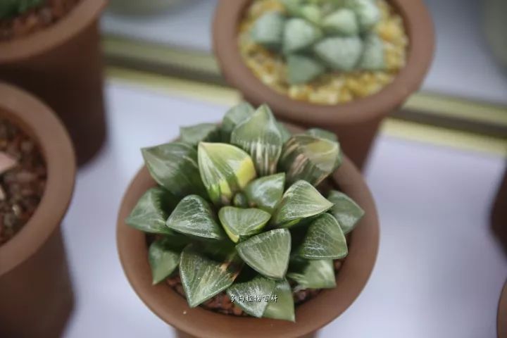 公认最美4种多肉植物图片,2014年上海多肉植物展图片