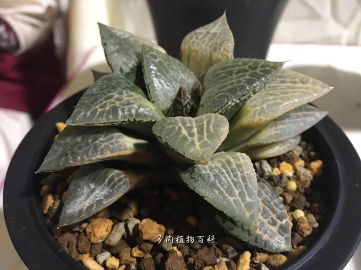 公认最美4种多肉植物图片,2014年上海多肉植物展图片