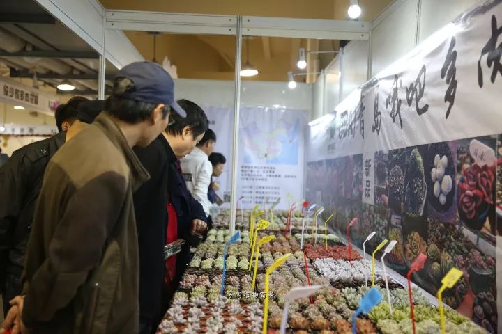 公认最美4种多肉植物图片,2014年上海多肉植物展图片