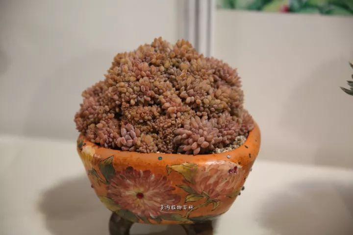 公认最美4种多肉植物图片,2014年上海多肉植物展图片