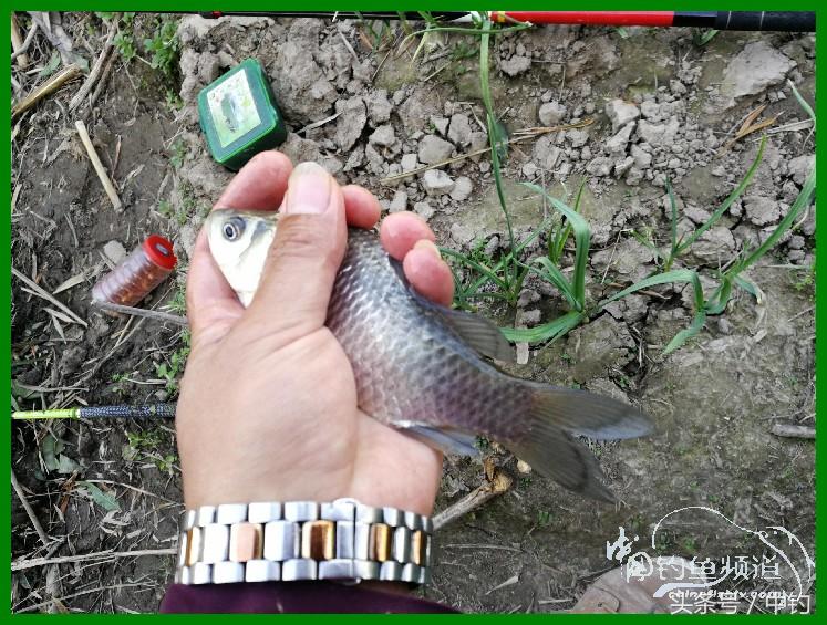 爽钓渔具,爽钓黄金版