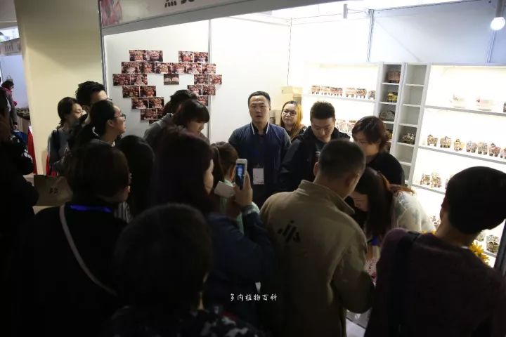 公认最美4种多肉植物图片,2014年上海多肉植物展图片