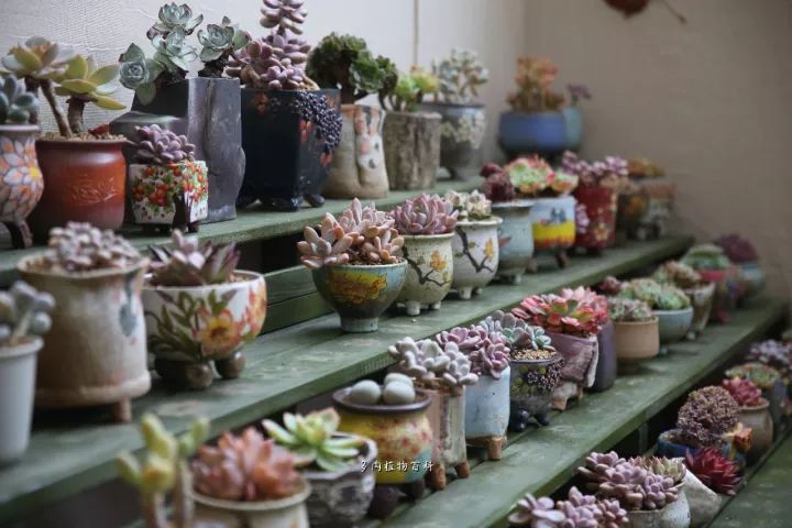 公认最美4种多肉植物图片,2014年上海多肉植物展图片