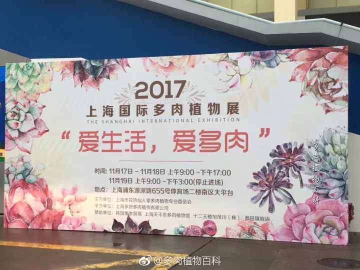 公认最美4种多肉植物图片,2014年上海多肉植物展图片