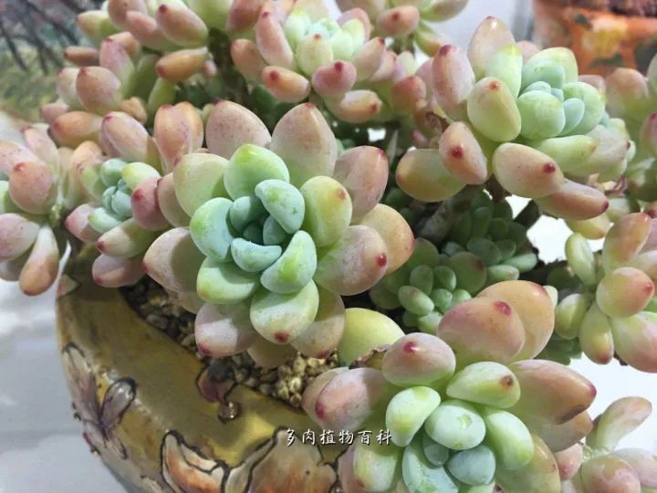 公认最美4种多肉植物图片,2014年上海多肉植物展图片