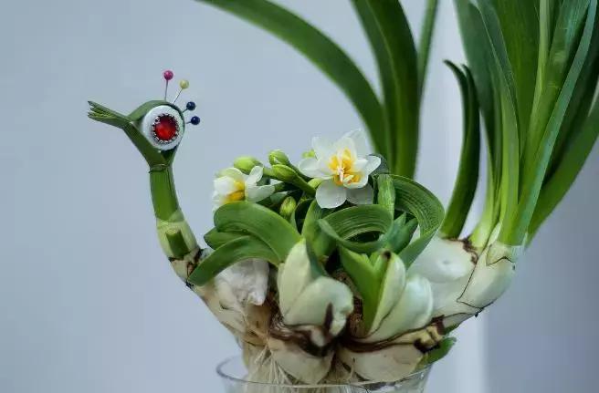 水仙花的造型艺术图片,水仙花的花语传说与诗词鉴赏